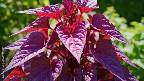 Vibrant dark purple ornamental sweet potato vine plant with heart-shaped leaves growing in a sunny garden. Close-up shot showing rich texture and deep reddish-purple foliage. Beautiful decorative gard