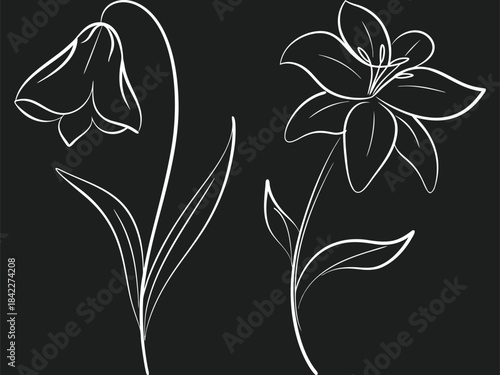 Elegant Floral Sketch Collection Featuring Lily And Snowdrop Line Art For Design