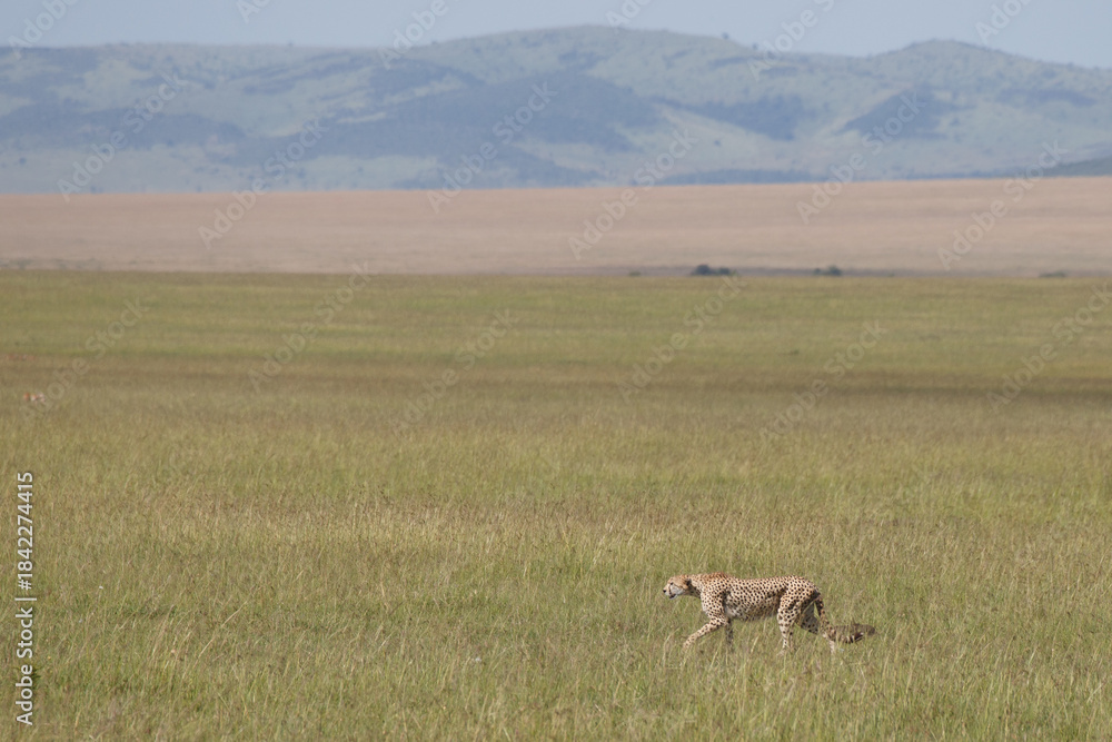Naklejka premium Guepardo cazando o caminando en la hierba alta de la reserva de Kenia