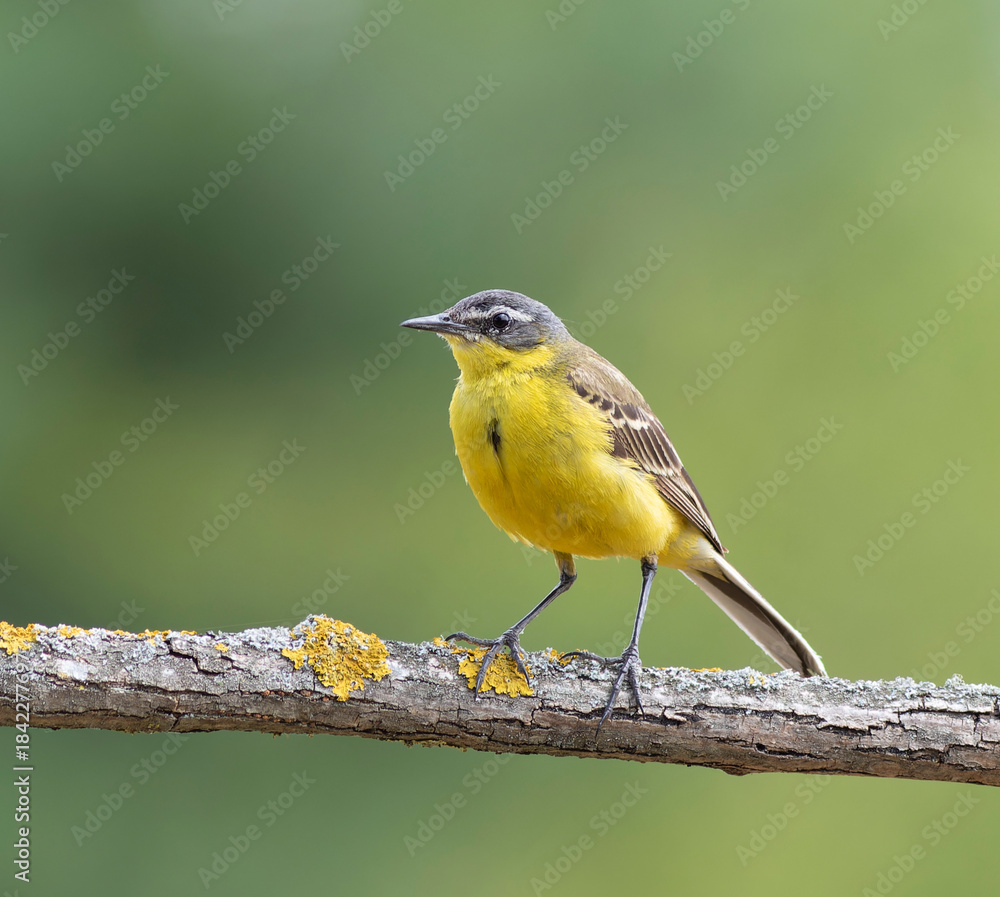 Obraz premium Close-up of a yellow wagtail facing left