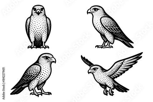 Set of stylized vintage hawk illustrations in black and white