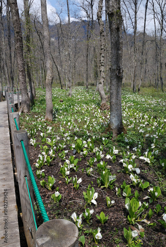The view of the skunk cabbage colonies at their peak from the boardwalk in the marshland of the natural park (Togakushi Plateau in early summer) / 自然園に広がる湿原の木道から眺める見ごろを迎えたミズバショウ(水芭蕉)の群生の様子(初夏の戸隠高原)