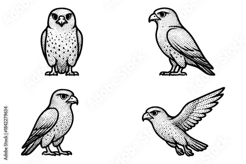 Hand-drawn black and white ink illustrations of falcons in various poses
