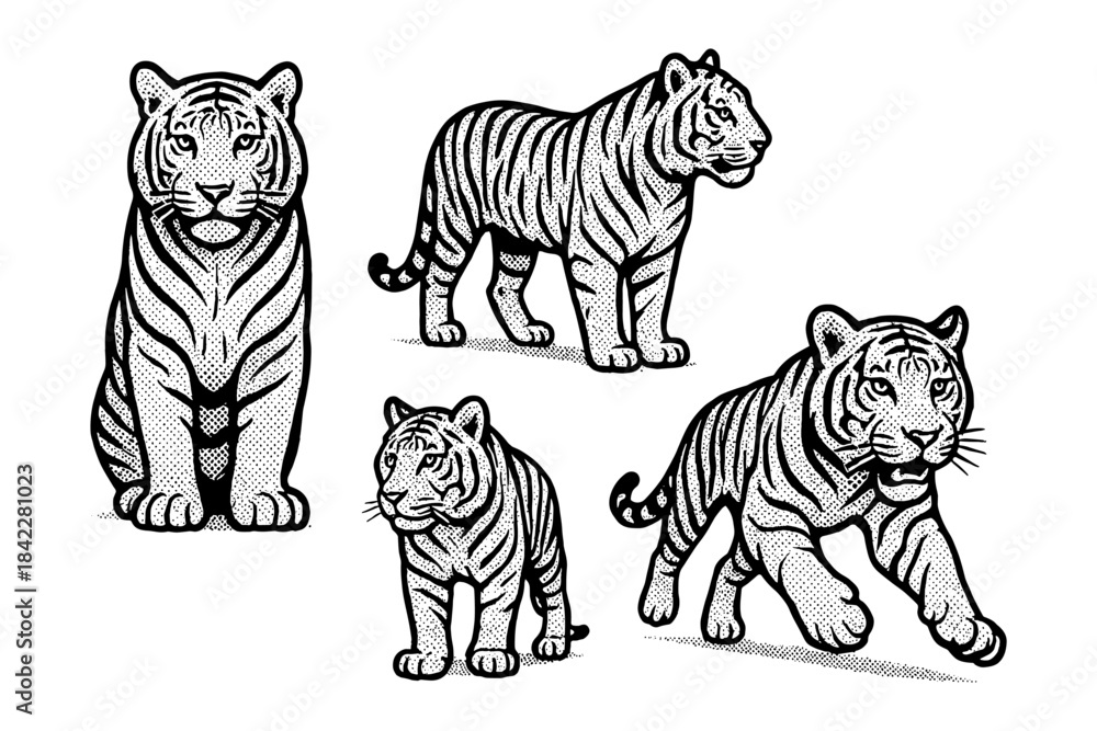 Obraz premium Vintage tiger design collection: majestic wildlife illustrations in classic engraving style