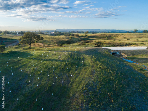 Aerial view of new trees planted on hillside with single large tree