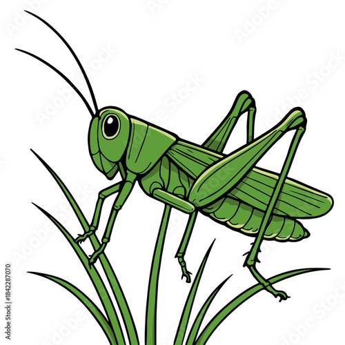 A detailed illustration of a green grasshopper with long antennae poised on blades of grass in a white background