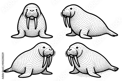 Vintage style walrus illustrations with stippling effect in monochrome art