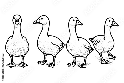 Hand drawn goose illustration set for farm and wildlife design projects