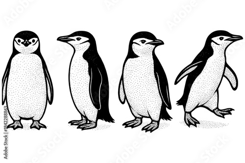 Detailed hand drawn penguins in black and white style standing and walking