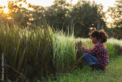Fotografía A young child crouches beside a rice field at sunset, gently touching the plants in warm light