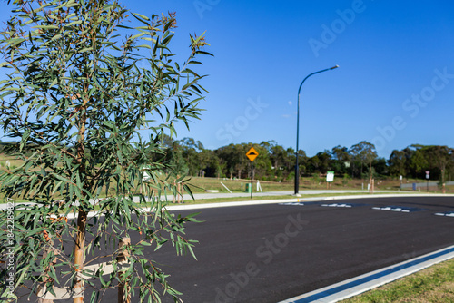 Newly planted gum tree growing in suburb of empty lots under construction and for sale