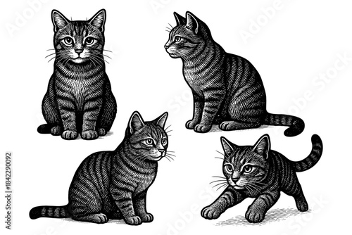 Detailed black and white cat engravings featuring sitting and playing felines