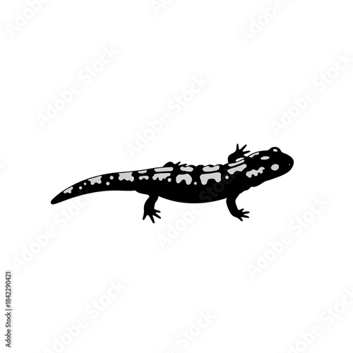 Black and white salamander illustration