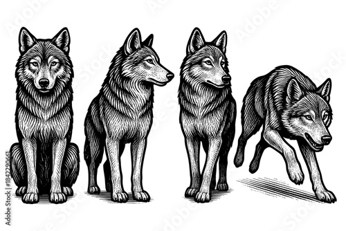 Detailed wolves in various poses: engraving style animal art on white background