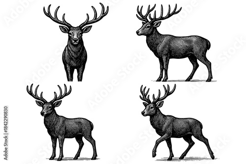 Detailed ink drawings of majestic deer with antlers in various poses