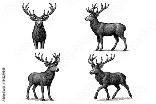 Vintage engraving of deer with antlers in detailed black and white style