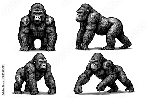 Detailed sketch of powerful gorillas in various poses with intricate line art