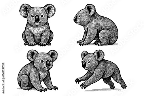 Detailed vintage style koala art set featuring four intricate black and white designs