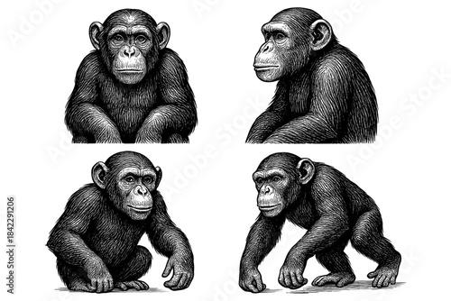 Intricately detailed ink style chimpanzees in various poses on white background