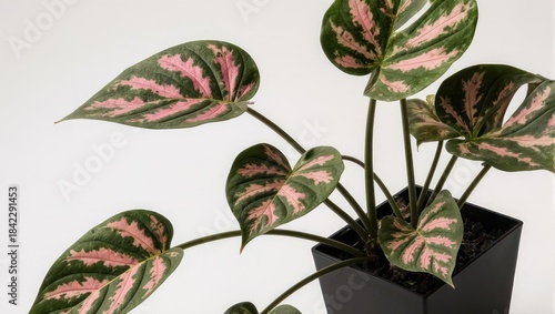 Vibrant Pink and Green Heart-Shaped Leaves of a Tropical Houseplant in a Black Pot.