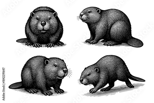 Engraved style beaver illustrations: four detailed animal profiles