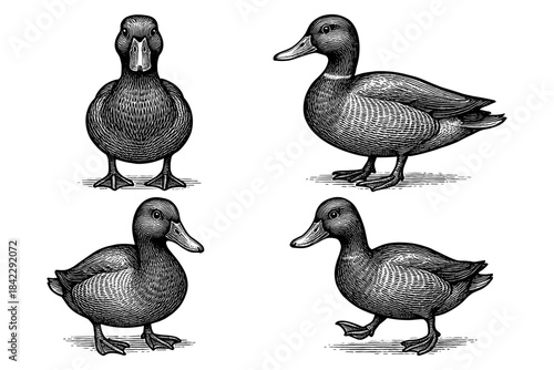 Vintage engraving of ducks: detailed wildlife art with classic style