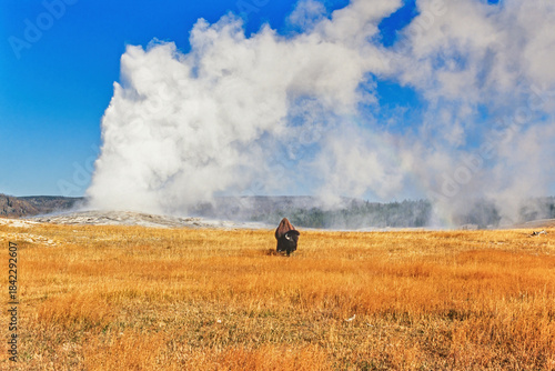 Billede på lærred View at Old faithful geyser in eruption with a wild Buffalo in Yellowstone natio