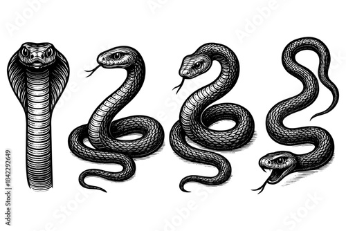 Detailed snake designs featuring cobra and vipers in black and white ink art style