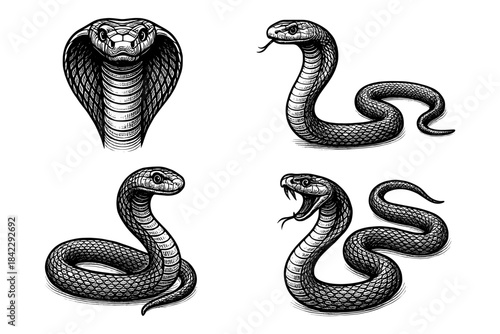 Black and white snake designs: cobra and viper intricate ink art collection