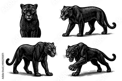 Handcrafted black panther illustrations in vintage engraving style