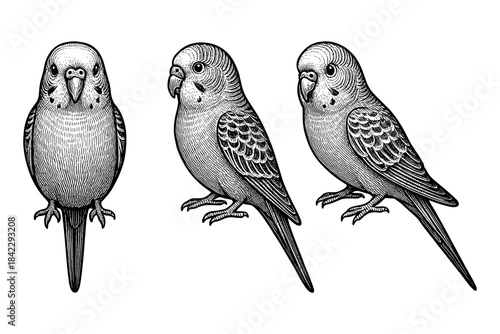 Intricate black and white budgerigar illustrations on white background