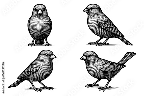 Detailed vintage birds collection in engraving style