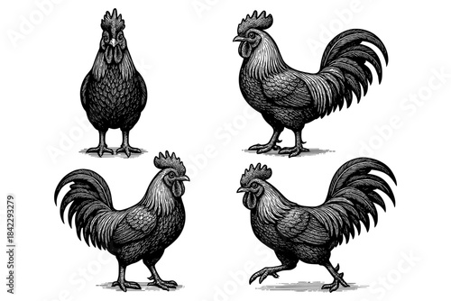 Intricate black and white rooster designs set in vintage style