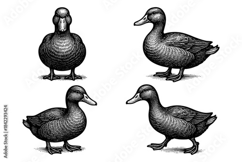 Vintage engraving style duck illustrations with detailed line art