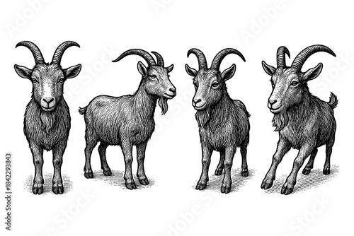 Hand drawn detailed sketch of goats: realistic vintage animal art