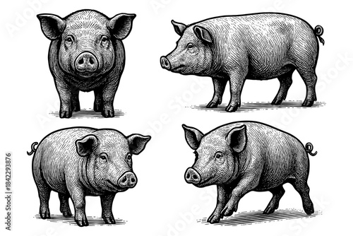 Detailed pig illustrations in vintage style with crosshatch technique