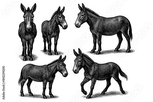 Detailed hand drawn donkey collection in vintage style