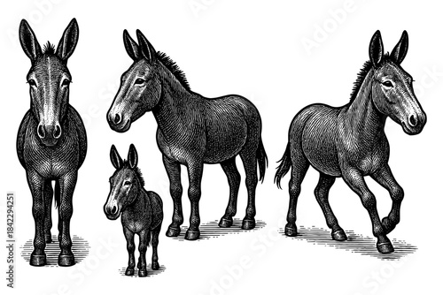 Detailed engraving of donkeys: vintage animal artwork in black and white