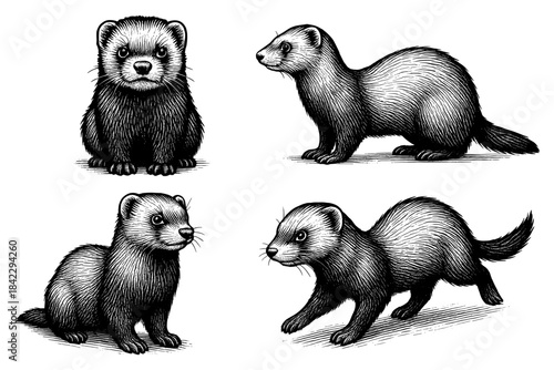 Detailed black and white ferret artwork featuring adorable sketches and classic style