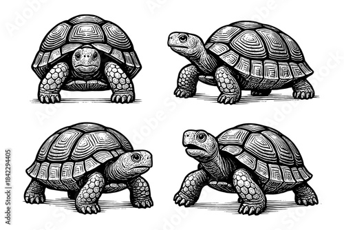 Detailed black and white tortoise sketches set in vintage style