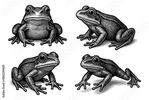 Retro style engraving of four detailed frog illustrations in black and white