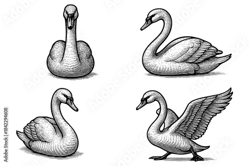 Elegant hand-drawn swans collection in vintage style