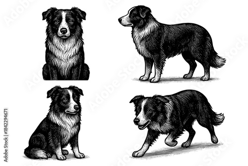 Detailed hand-drawn border collie set in various poses