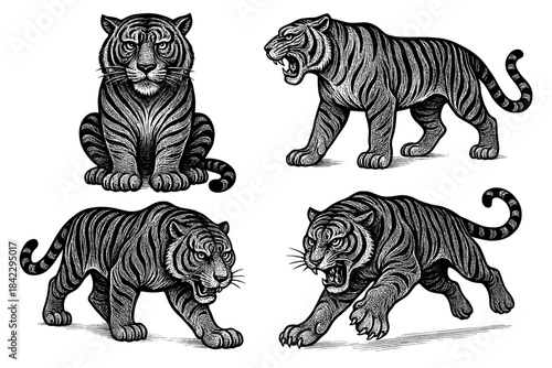 Intricate black and white tiger set in vintage engraving style