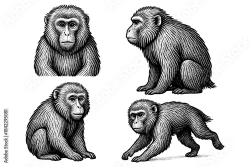 Detailed hand sketched monkeys in various poses with vintage style