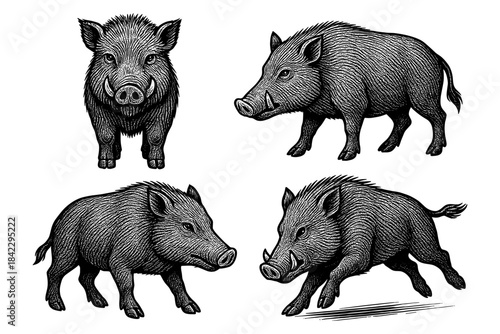 Detailed engraving of wild boars in various poses on white background