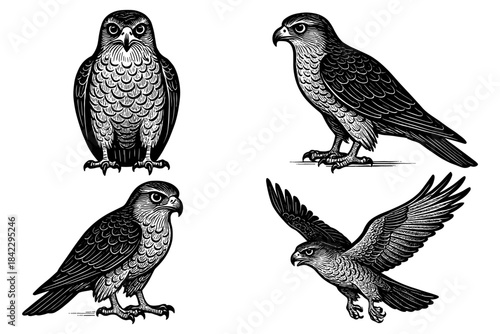 Detailed black and white bird engravings: falcon in various poses