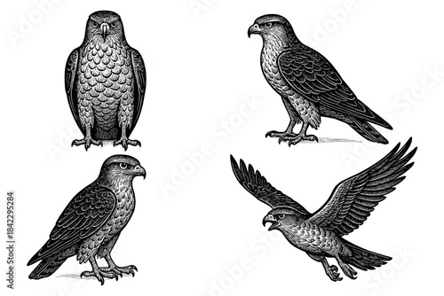 Detailed vintage engravings of hawks: four poses capturing majestic raptors in classic style