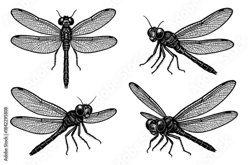 Intricate black and white dragonfly engravings set on white background