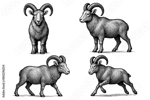 Hand drawn detailed goats with curved horns in various poses